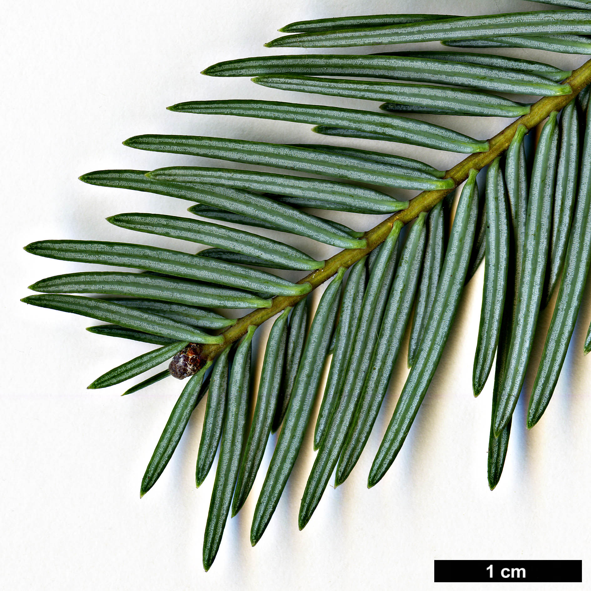 High resolution image: Family: Pinaceae - Genus: Abies - Taxon: durangensis